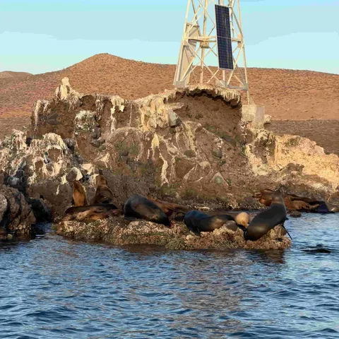 Lobos marinos descansando en las rocas de la lobera