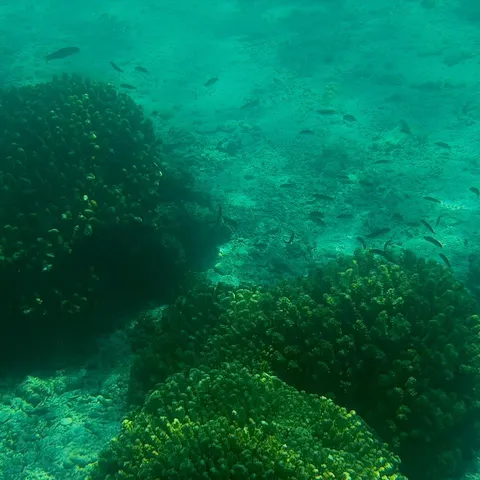 Peces entre las formaciones de un arrecife del Mar de Cortés